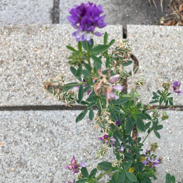 Luzerne (Medicago sativa)